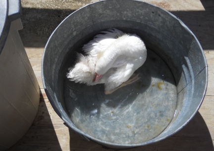 Dinah Bathing 2012-03-31