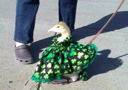 Dinah St. Pat's Sitting, Rapid City, SD 2012-03-12