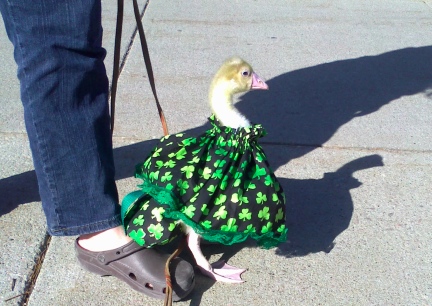 Dinah St. Pat's Outfit 2012-03-12  Rapid City SD