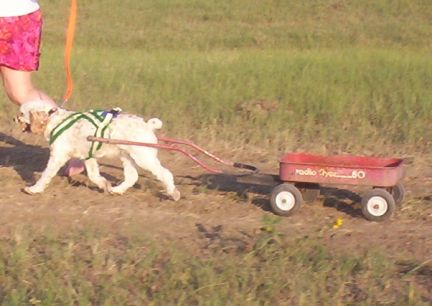 Frankie Pulling A Wagon